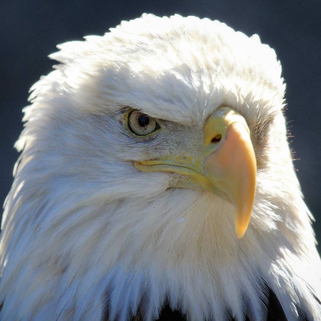 Instagram image by jwshogun08 bald eagle Yellowstone