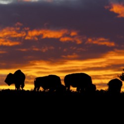 Summer Wildlife Sightings in Yellowstone National Park