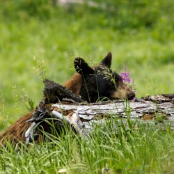 Essential Bear Safety in Yellowstone