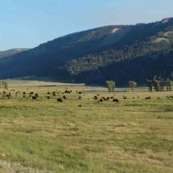 Crazy about Critters: Wildlife Viewing in Yellowstone