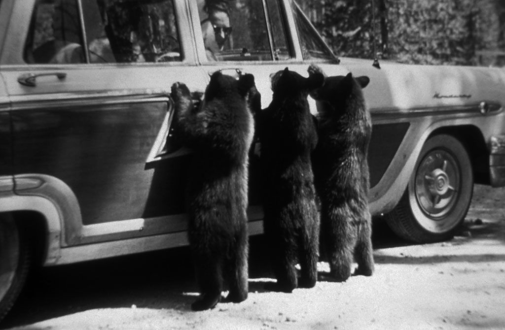 black bears in yellowstone historic photo