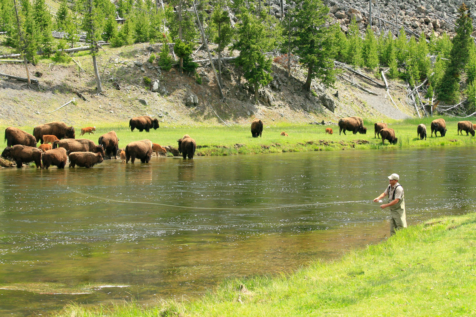 Man fishing in river with bison roaming in the background