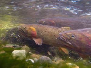 three cutthroat trout under the water