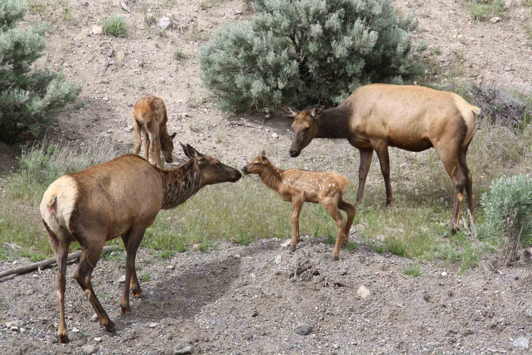 Elk babies
