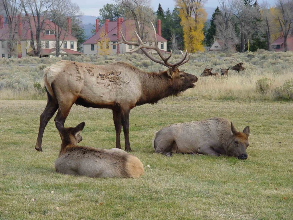 Elk bugle