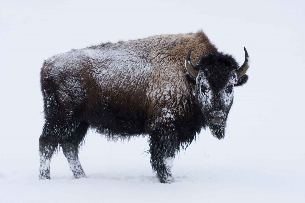 Bison in winter