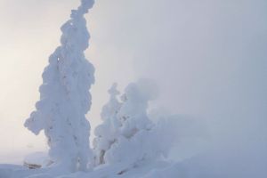 Ghost Trees in winter