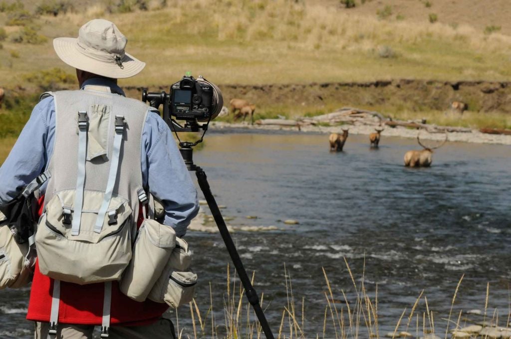 Photographer taking pictures of elk