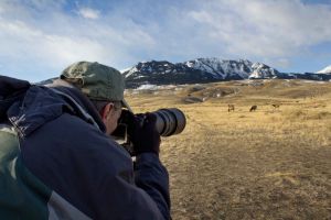Wildlife photography at Yellowstone
