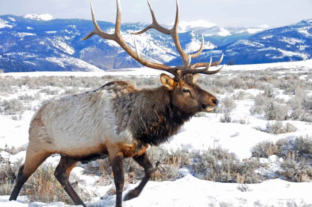 Elk with snow-covered mountains in the background