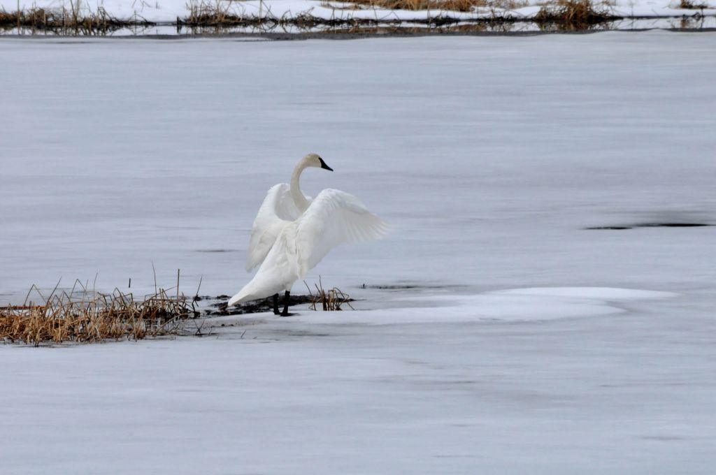 Swan on ice