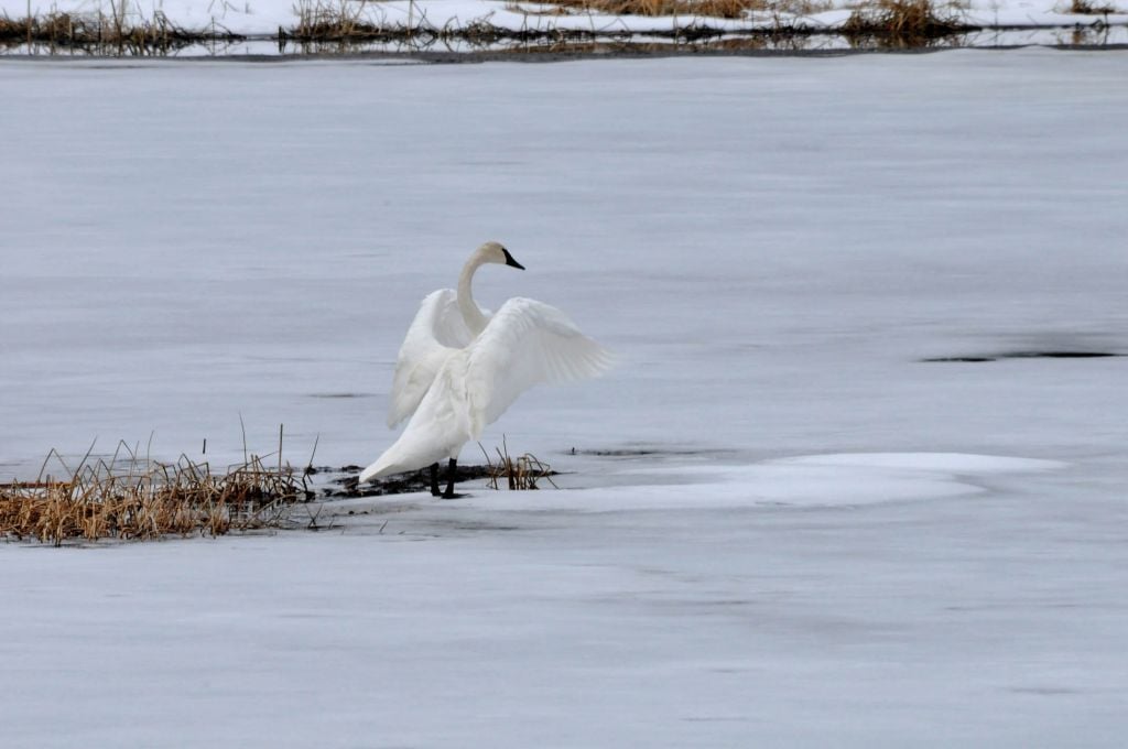 Swan on ice