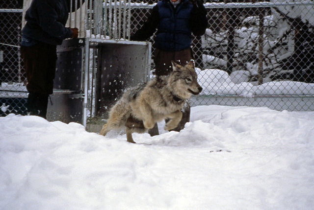Wolf being released