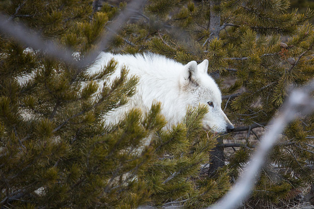 Wolf walking through trees