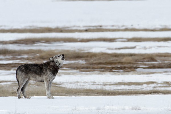 Alpha male (712) of the Canyon pack in the Lower Geyser Basin