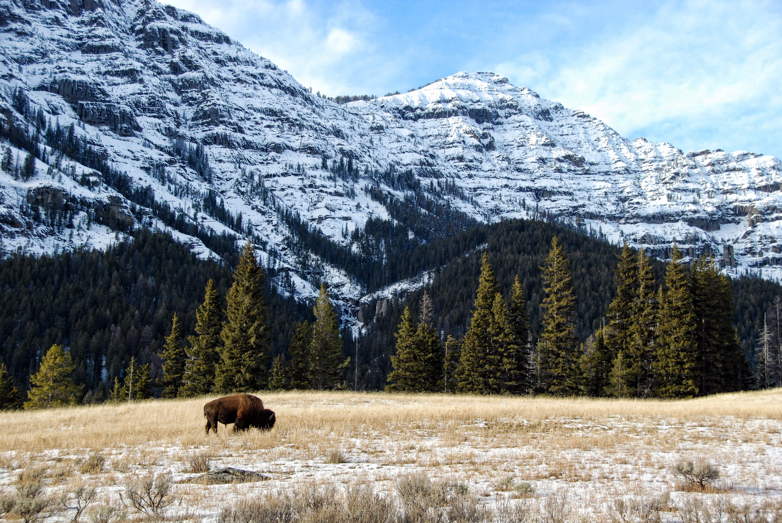 Lamar Valley Wildlife Excursion