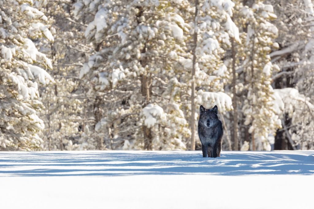 Wolf near the entrance to Artist Paint Pots