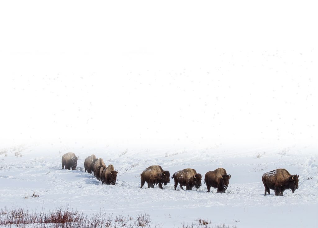 Bison in Winter