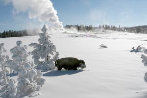 Bison walking in deep snow with geyser in background