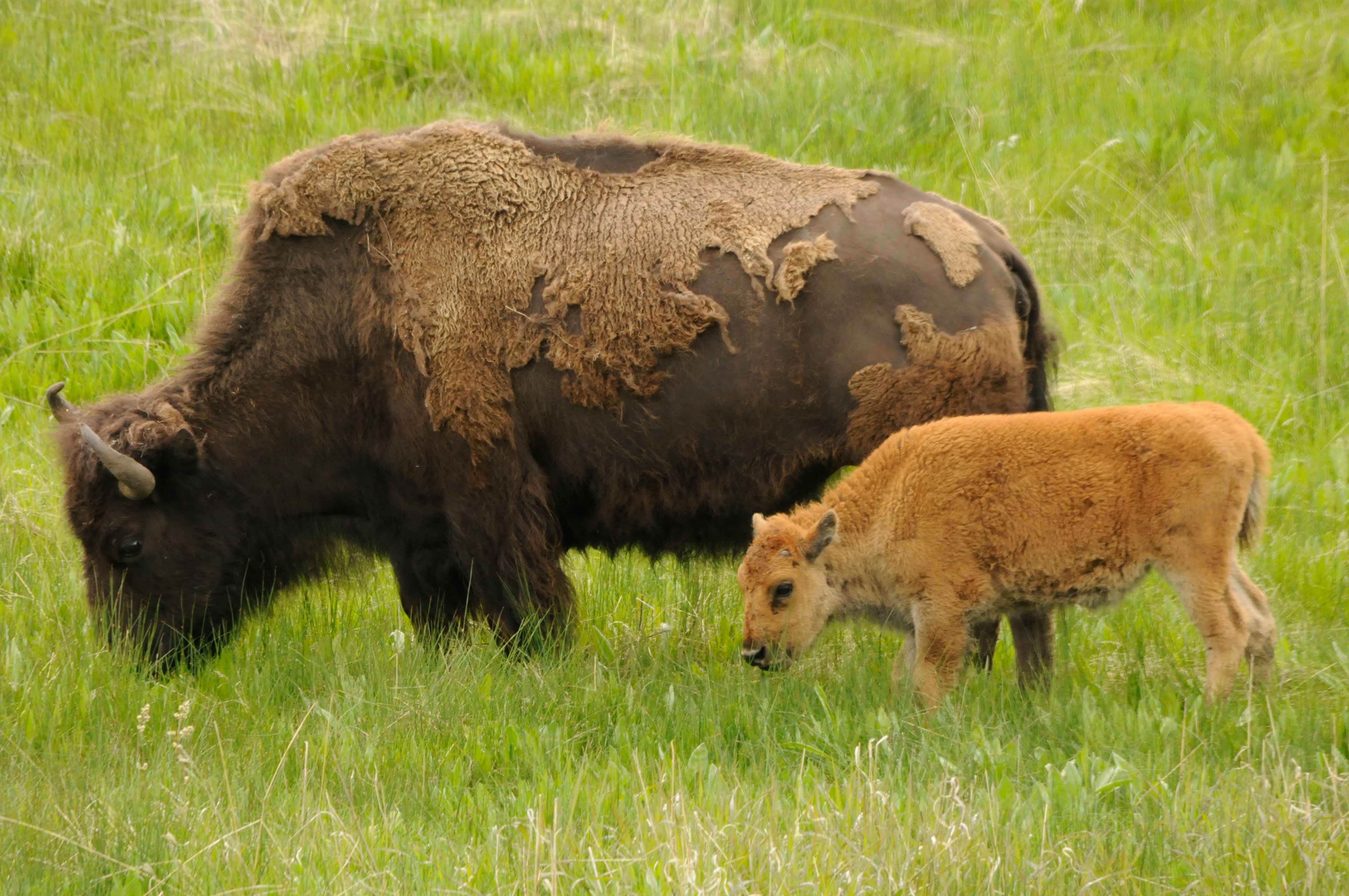 Bison calf