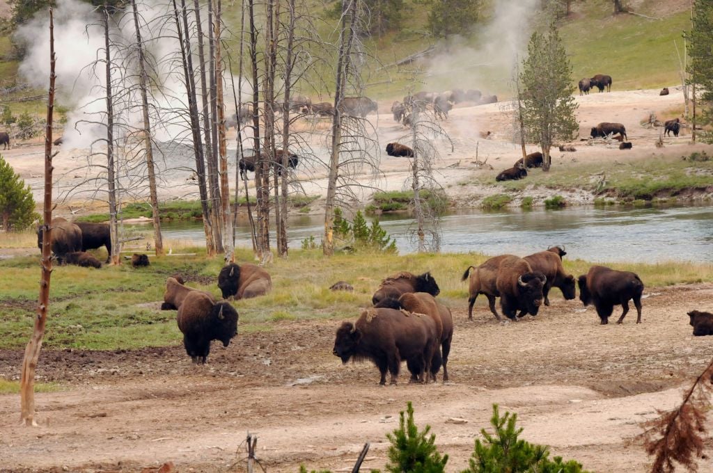 Bison Herd Hayden Valley