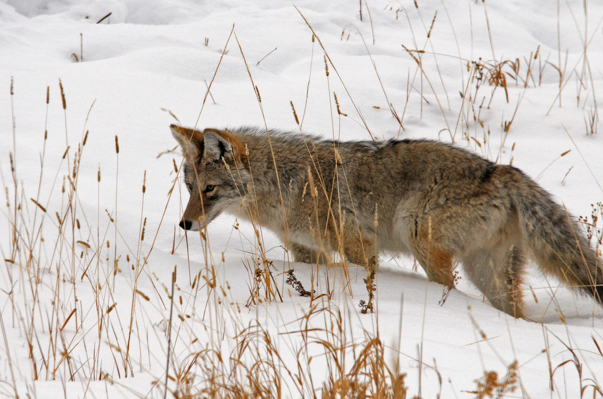 Coyote in a snowy field