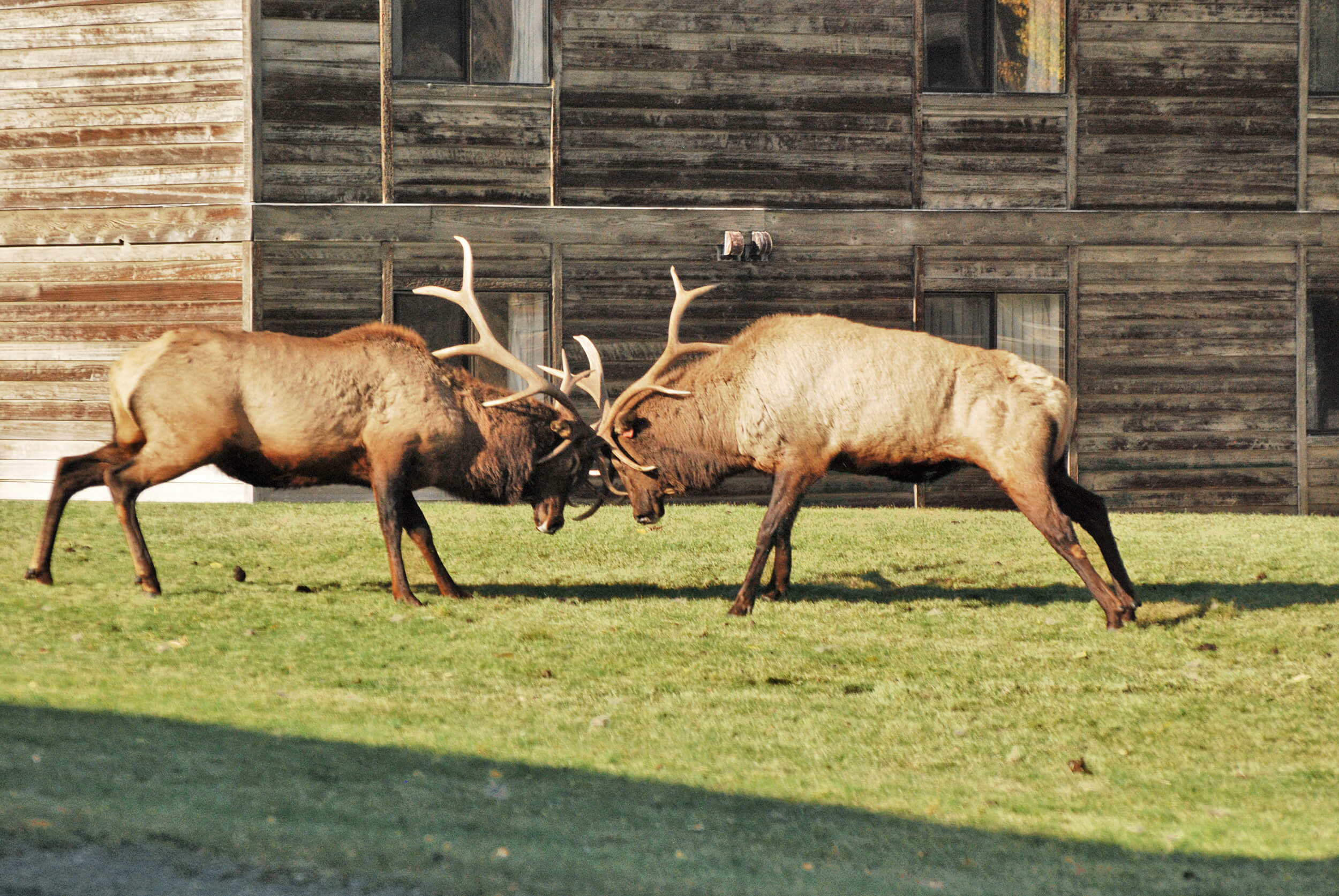 Two elk butting heads