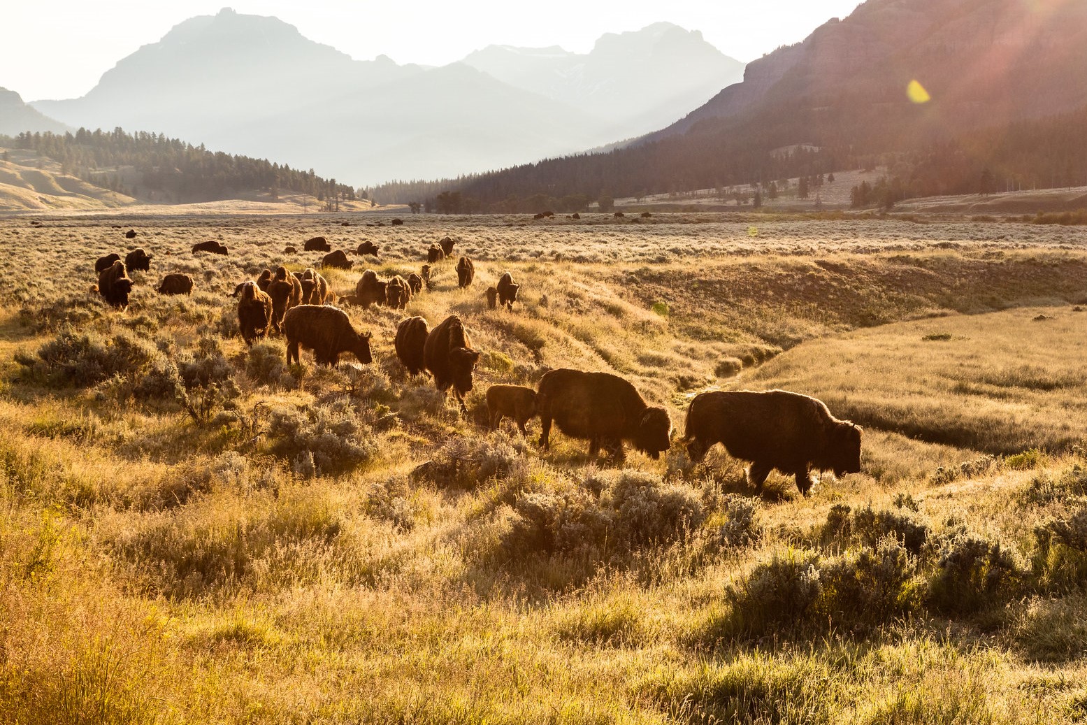 Herd of Bison at sunrise in Lamar Valley