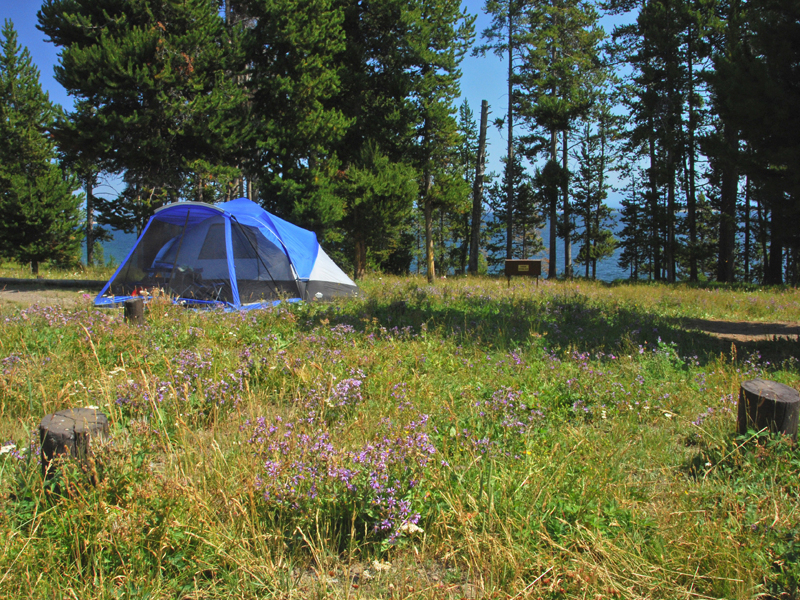 Campsite at Bridge Bay Campground