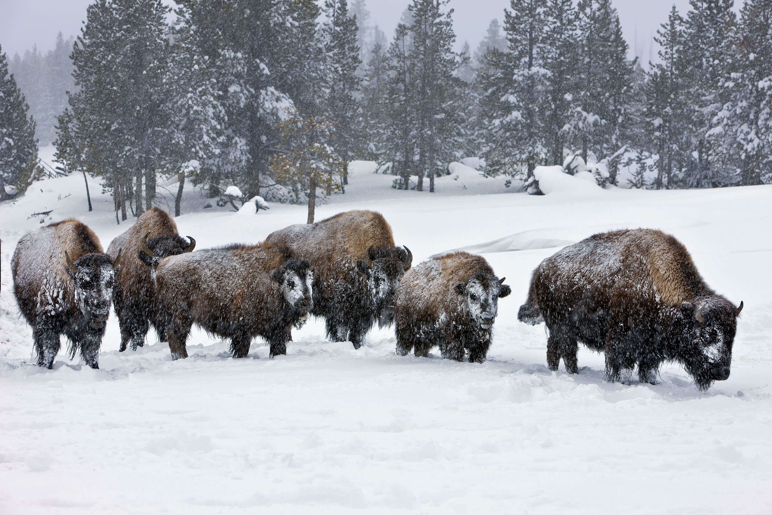 how do bison adapt to snow