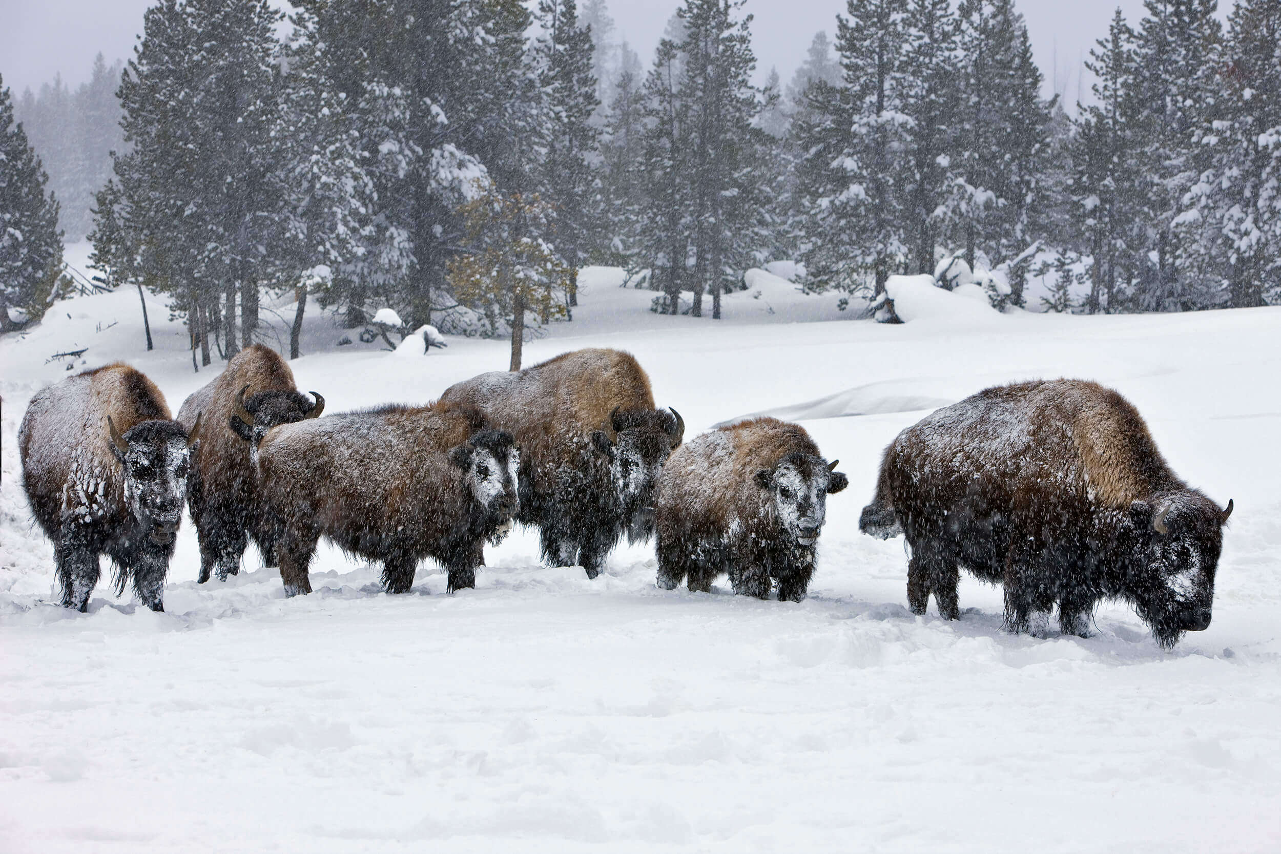 Bear Hibernation: 5 Fun Facts - Yellowstone Forever