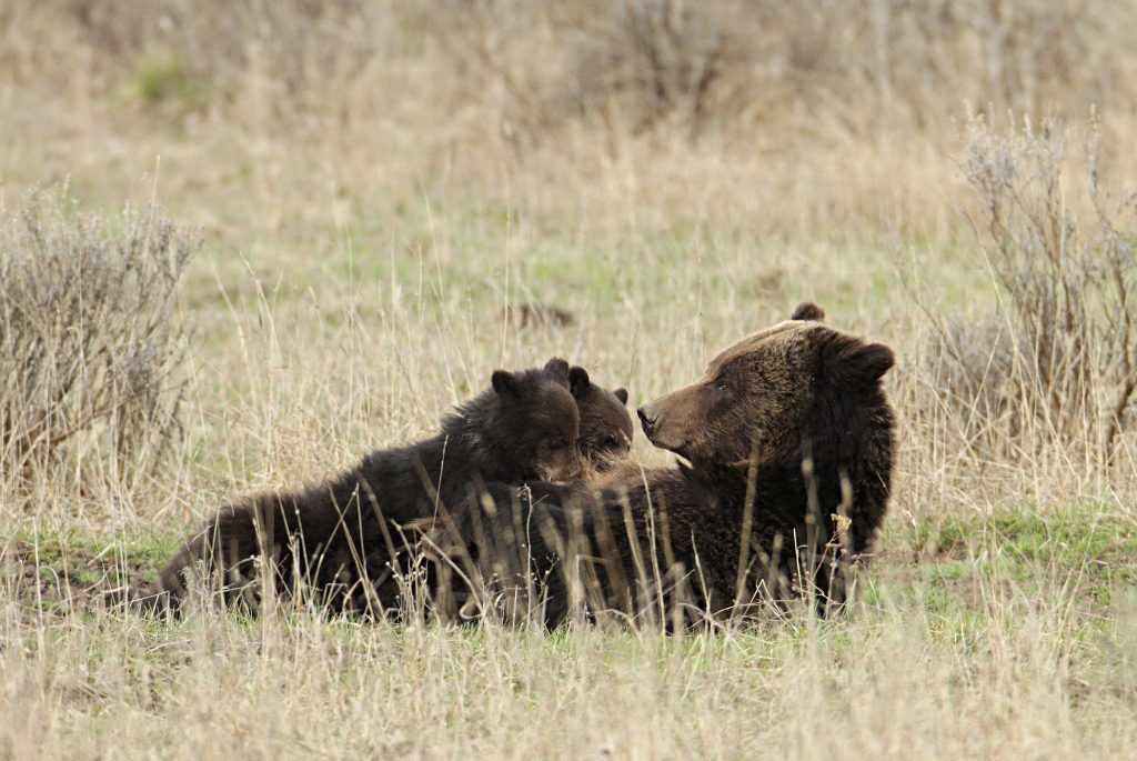 Mother bear lying in a field with cubs