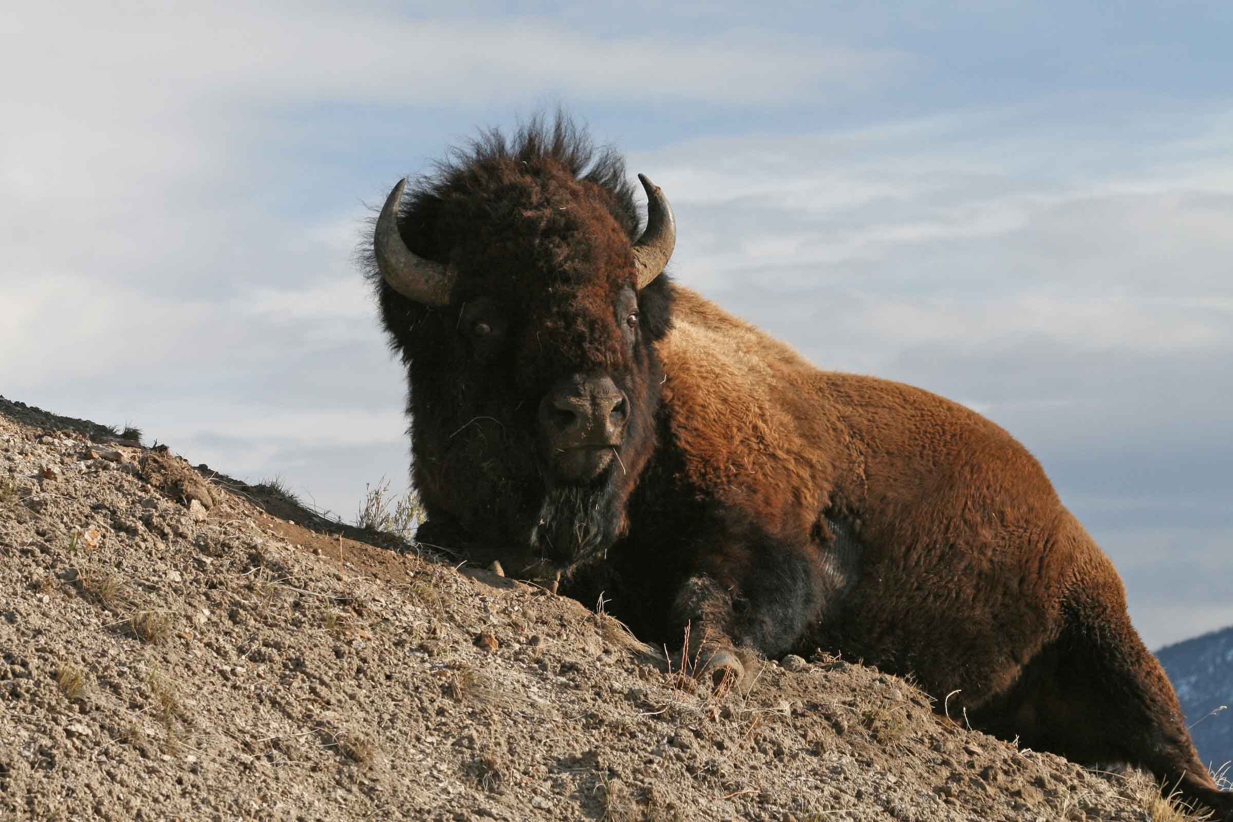 Bison on a hill