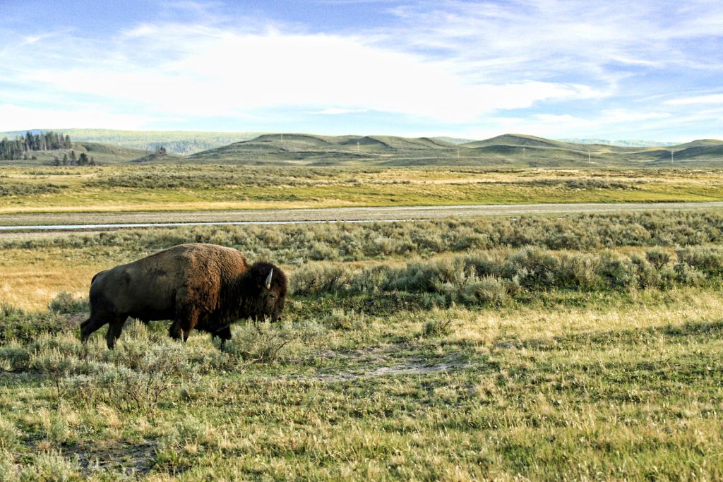 Bison roaming the field