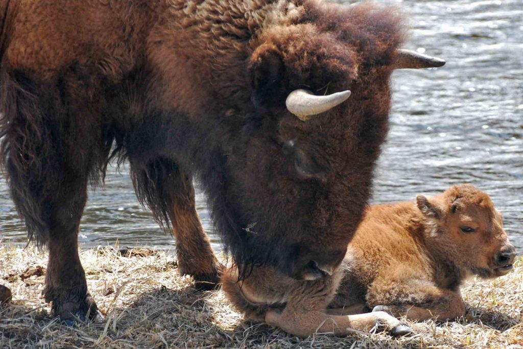 Bison mom with calf