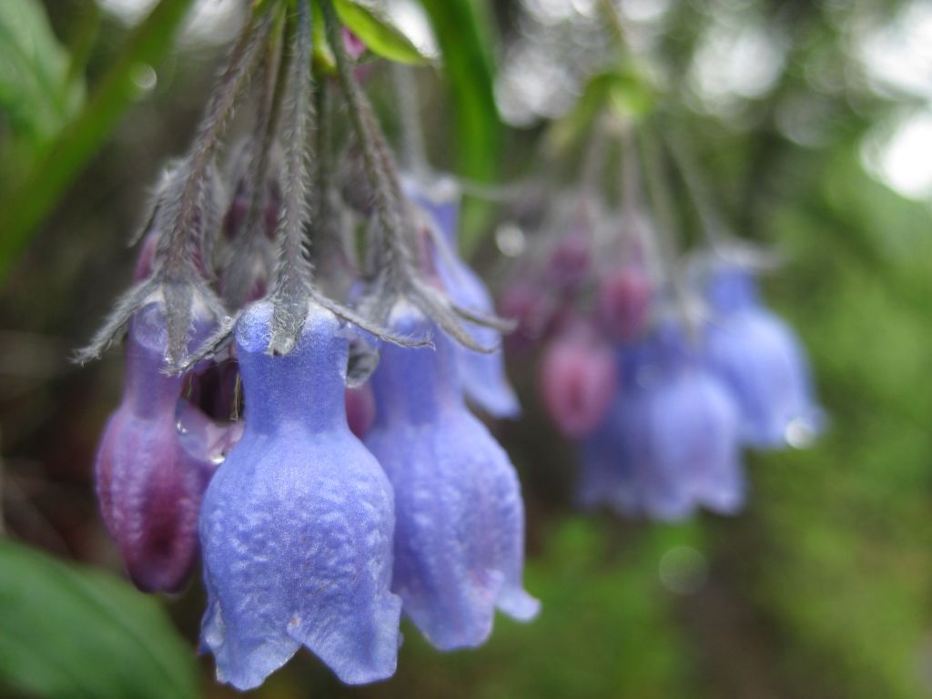 Bluebells