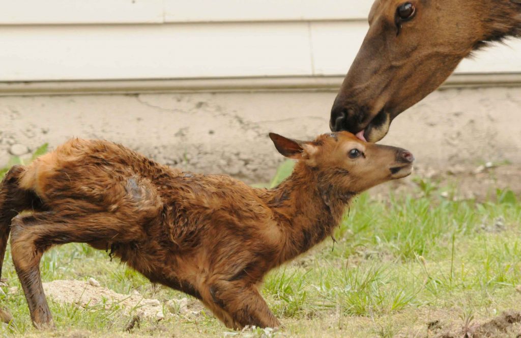 Mother elk licking her baby