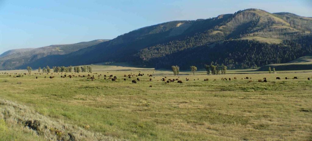 Bison in Lamar Valley