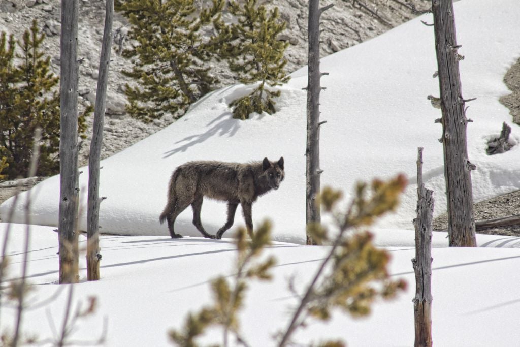 Wolf walking between trees