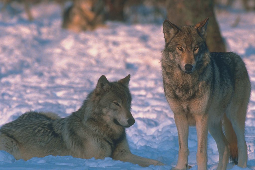 Two Yellowstone wolves resting