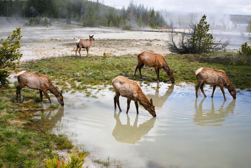 Elk in Yellowstone by premaphotographic