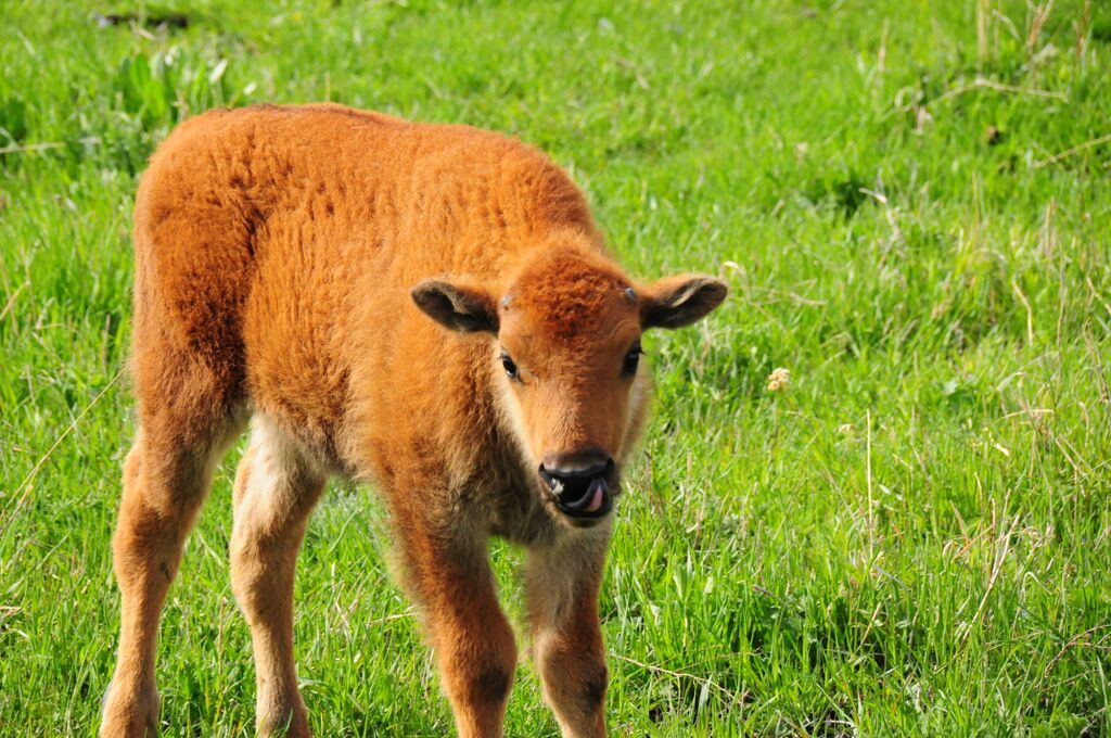 Bison calf in the grass