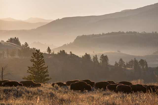 Bison herd in Lamar Valley