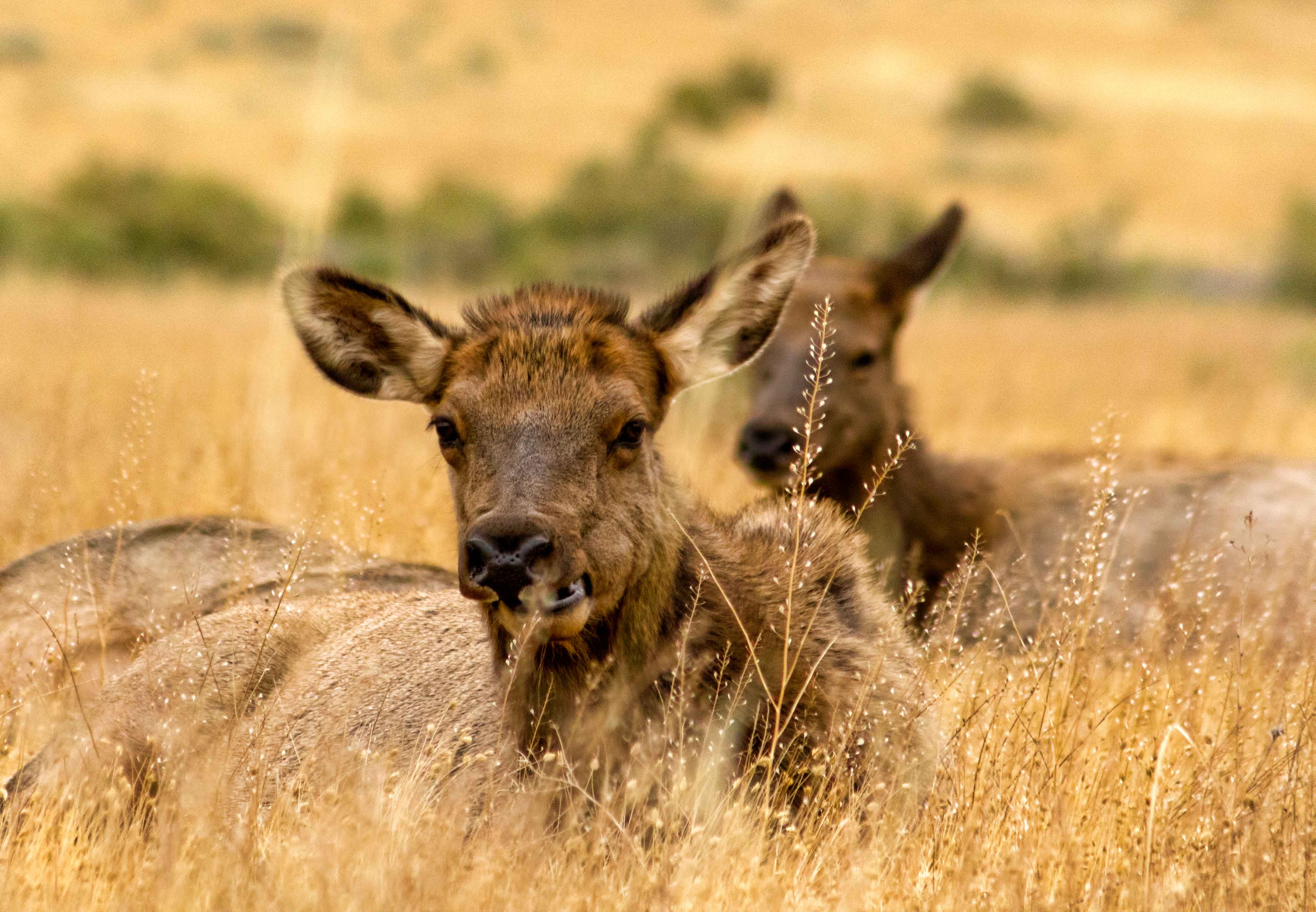 Two Elk sitting in the grass