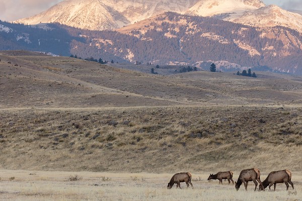 Elk grazing near the North Entrance at sunrise
