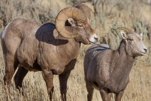 Ram and ewe bighorn sheep