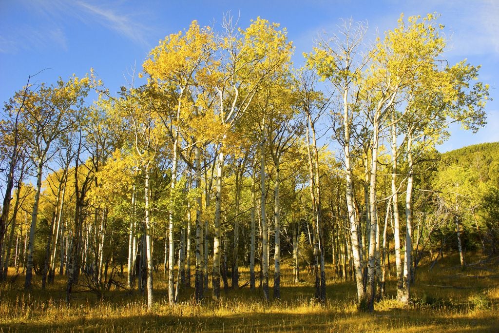 Aspen trees in fall