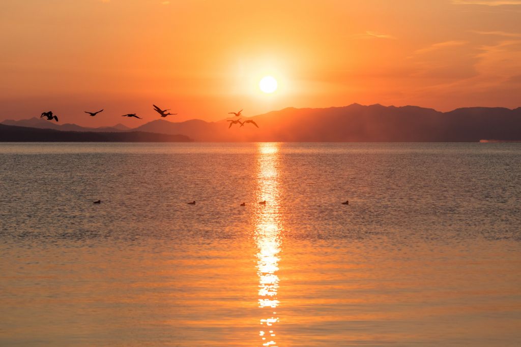 A flock of geese fly past a brilliant orange sunrise.