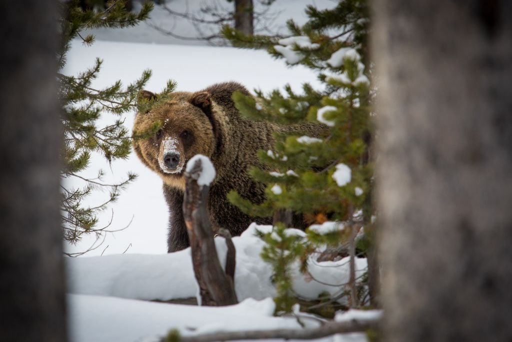 Grizzly bear near Canyon