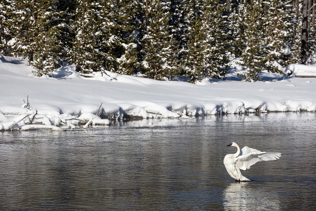 Trumpeter Swan on the Firehole River (2)